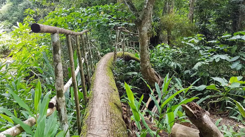 A tree is used as a bridge crossing the river along Batata hike