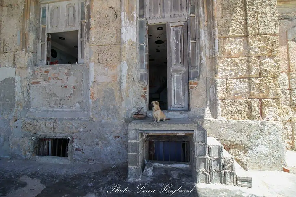 A guard dog is watching the house