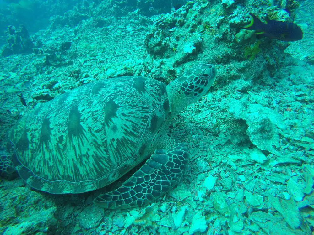 Apo Island is an incredible Philippines off the beaten track for diving with turtles