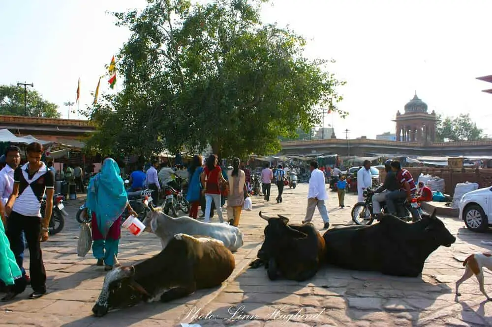 Cows chilling in the streets in Jodhpur