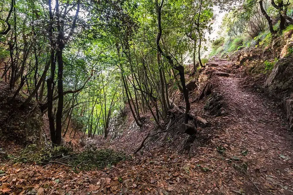 Beautiful forest in Amalfi Coast trekking Sentiero degli Dei