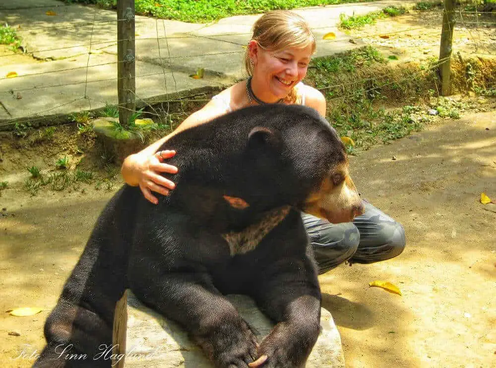 Posing with a sun bear in Malaysia is unethical