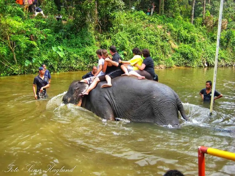 Tourists bathing an elephant in Malaysia - unethical animal tourism
