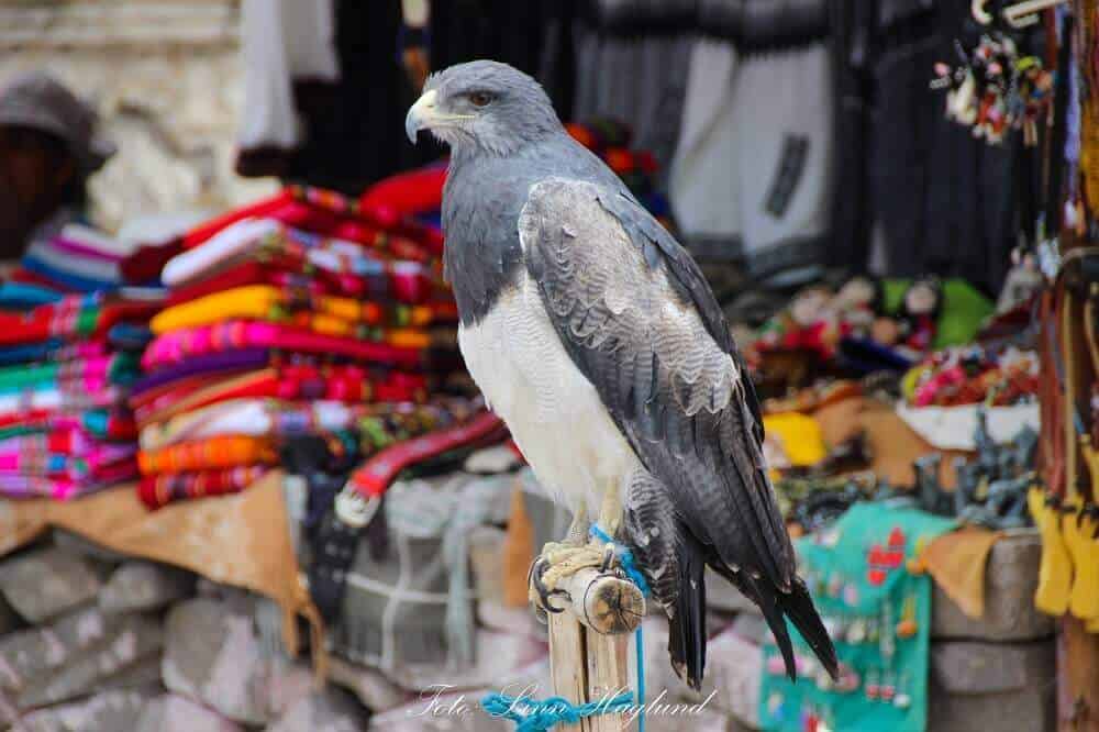 Bird chained in a shop in Peru
