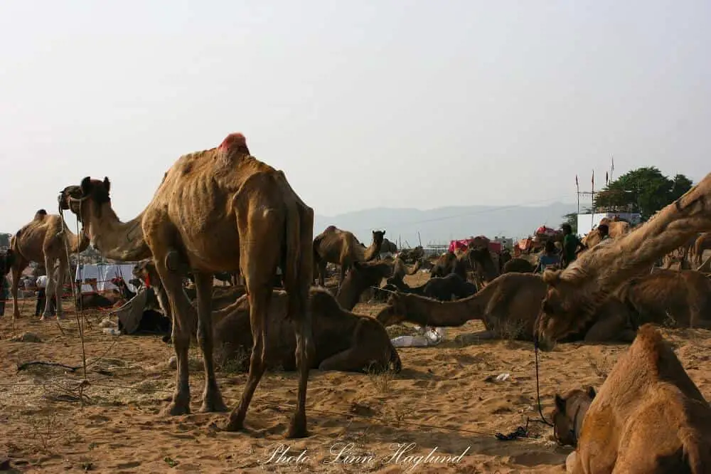 Camels on the camel fair in Pushkar