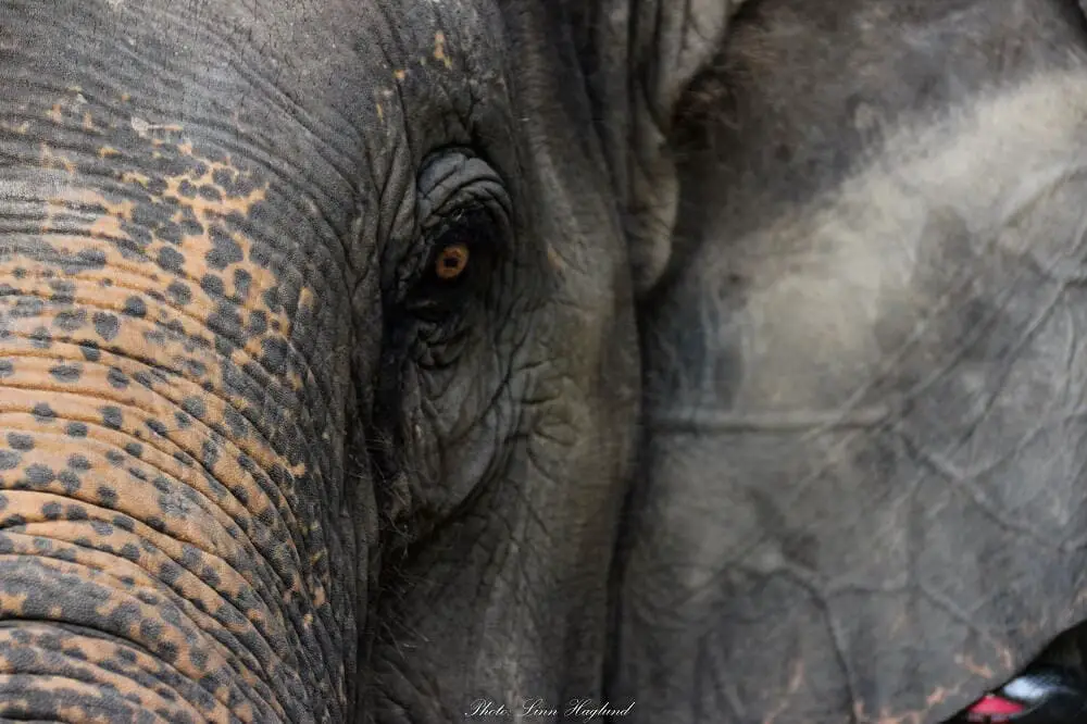 Animals like elephants are suffering from the unethical animal tourism industry every day
