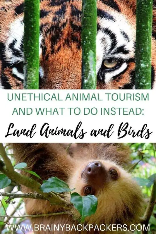 Unethical animal tourism and what to do instead. Travelers share their unethical animal tourism experiences and show you what to do instead to have an ethical animal encounter. Responsible travel tips on ethical animal tourism.