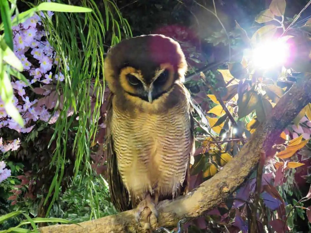 Owl cafes are part of Japan's unethical animal tourism