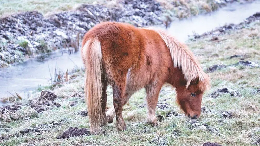 Why you shouldn't go for a pony ride in India