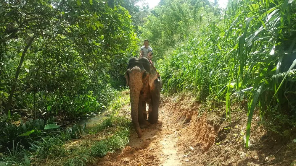 Riding elephants in Sri Lanka is unethical - see what you can do instead