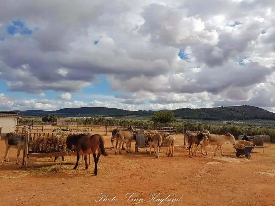 Rescued donkeys and mules from mistreatment and tourist rides