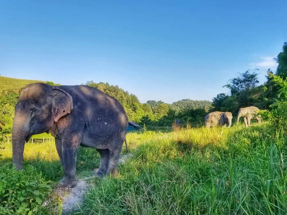 Ethical elephant encounter in Chiang Mai