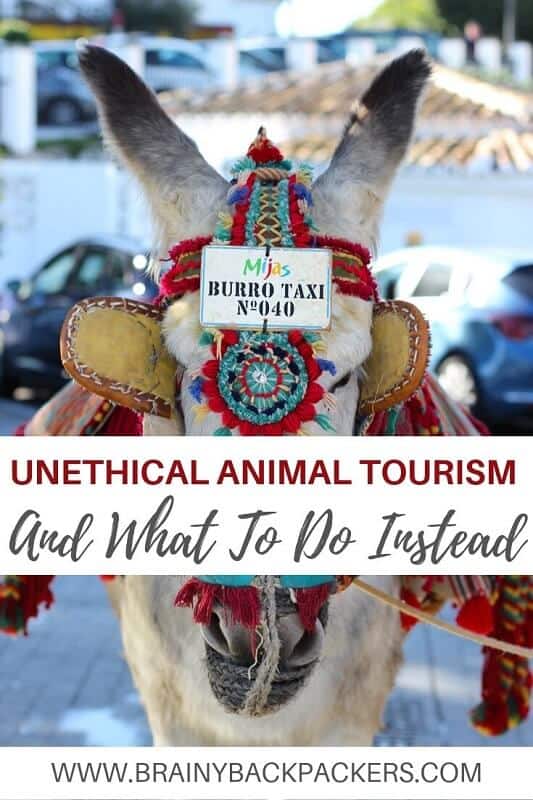 Unethical animal toruism and what to do instead. What is unethical animal tourism, animal tourism you should avoid and why.