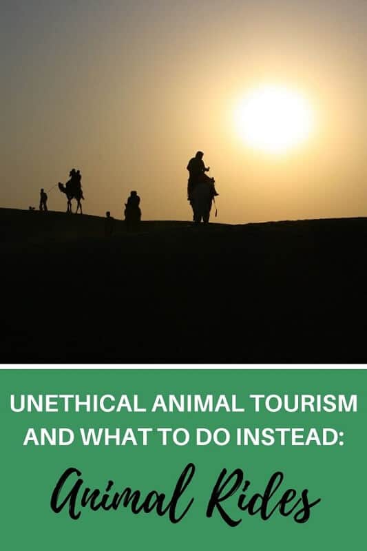 Do you love animals? Make sure you check well the activities you do on your holiday and stay away from unethical animal rides. This post takes you through what you shouldn't do and why. Travelers ahare their experiences on animal rides and what you should do instead.
