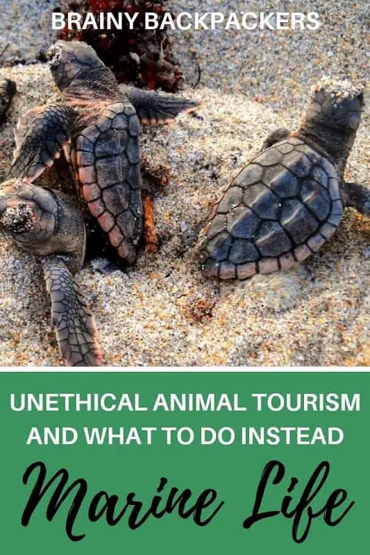 Unethical animal tourism and what to do instead - marine life. Make sure you only attend ethical animal tourism attractions and do your research before you go. Here are a few stories from travelers who learned the hard way.