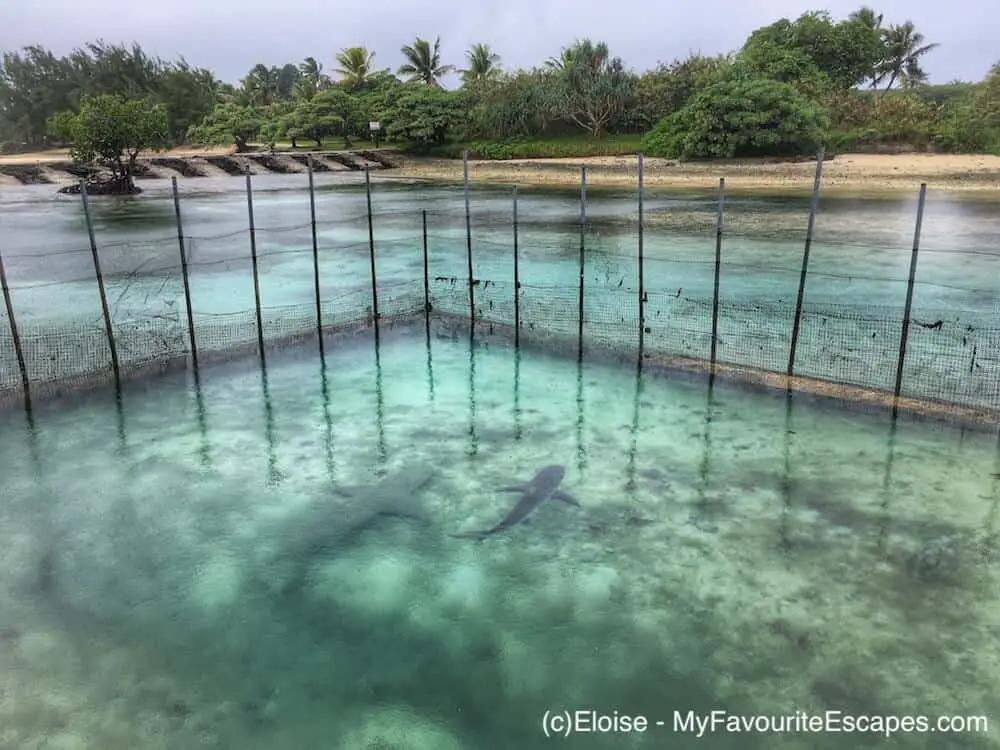 Locked up sharks in Vanuatu