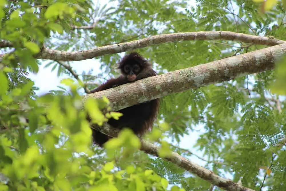Wild monkey in the Nature Reserve for Monkeys at Punta Laguna