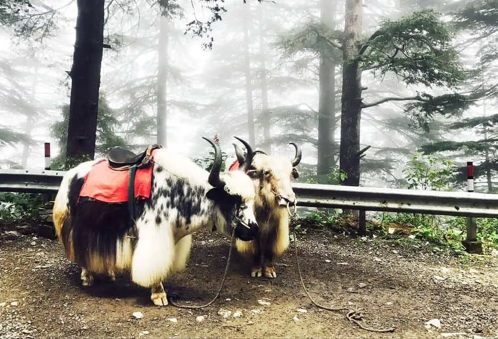 Yaks on the side of the road