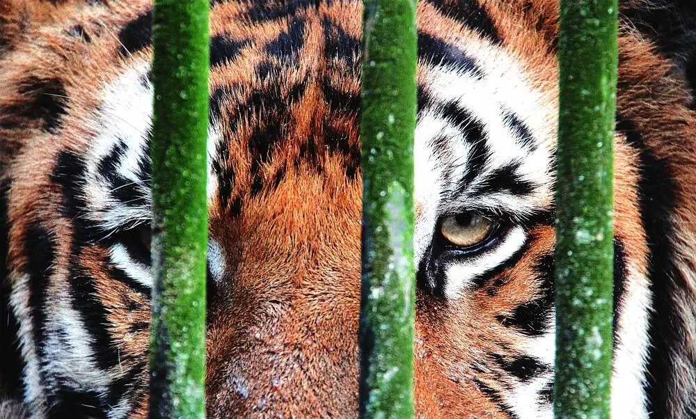 Yangoon Zoo - Photo by Shutterstock