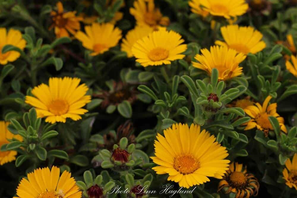 Yellow flowers