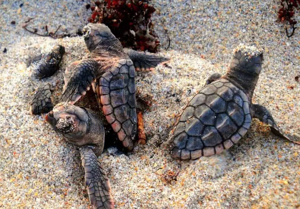 Loggerhead turtle hatchlings - Photo Credit STOP