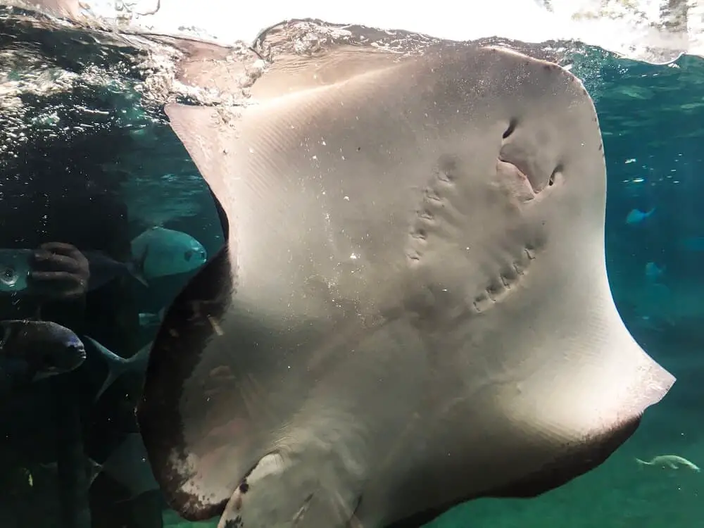 It is important not to feed stingrays