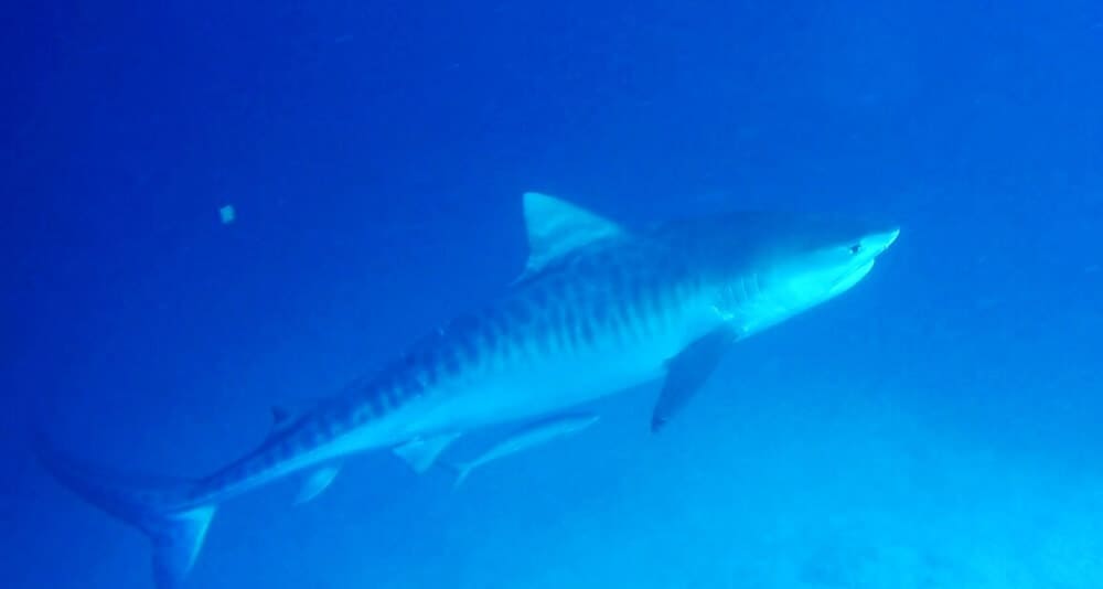 Tiger shark