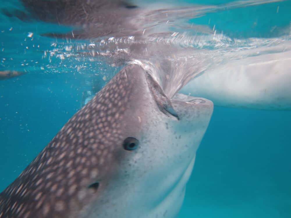 A whale shark in Oslob is being fed krill. This is a highly unethical way to see whale sharks.