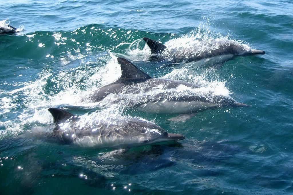 ethical animal tourism marine life