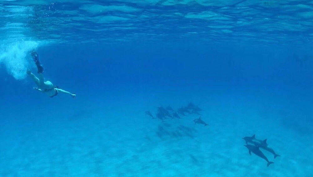 Free diving with dolphins in Hawaii