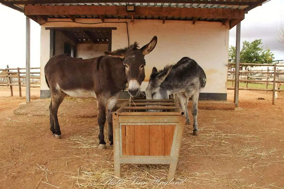 Adopt a donkey at El Refugio del Burrito