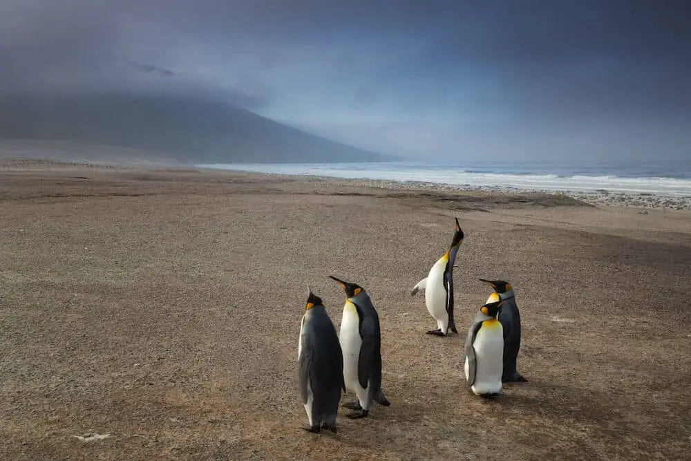 Penguins at Falkland Islands