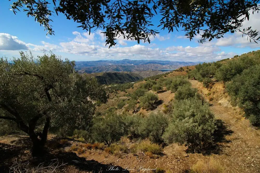 Olive groves along El Saltillo trail