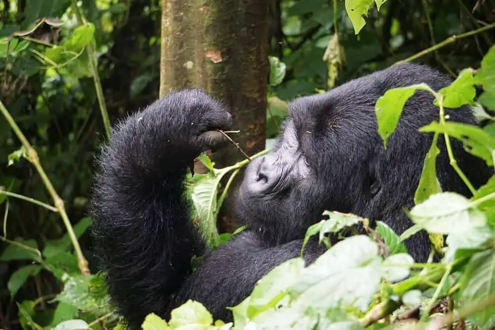 Rwanda is one of many off the beaten pat travel destinations