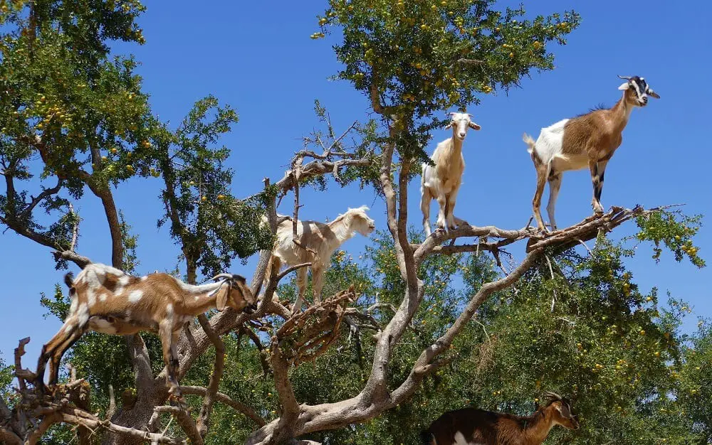 Free roaming tree goats - Photo by Jochen Gabrisch on Unsplash