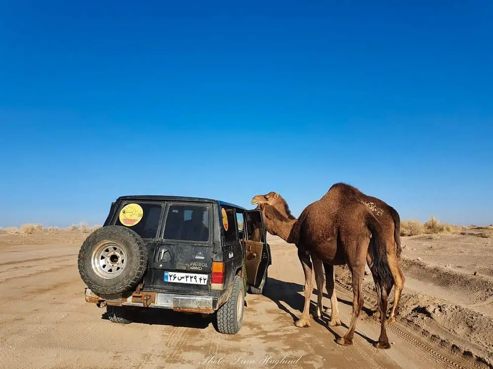 Iran travel tips - free roaming camels coming over to our car to say hello