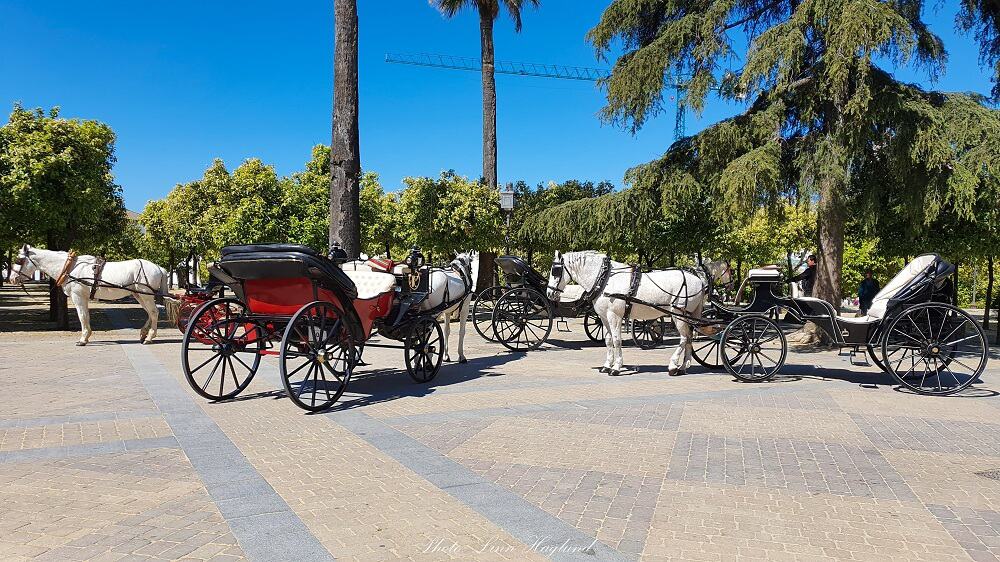 Avoid horse carriage rides in Jerez de la Frontera