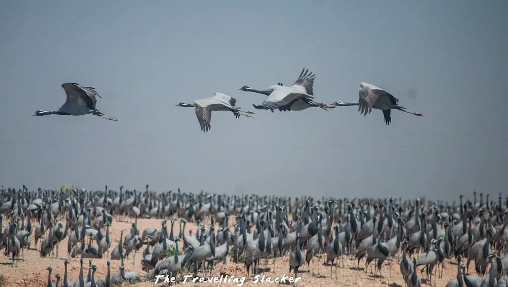 Rajasthan beauty that is not so well-known: Demoiselle Cranes at Khichan