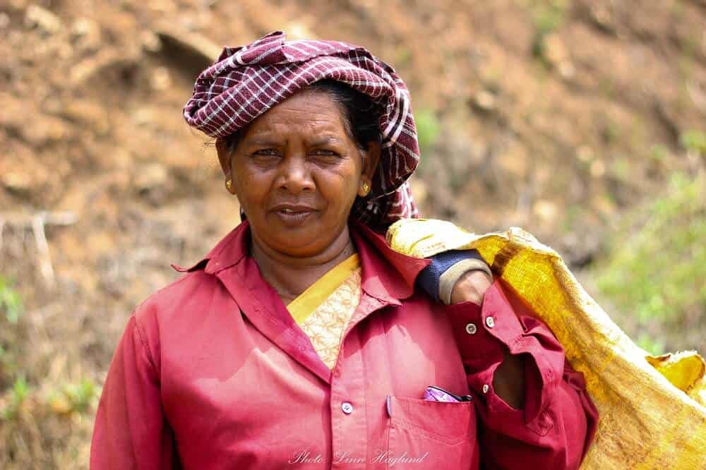 Indian woman working at the tea plantations in Munnar