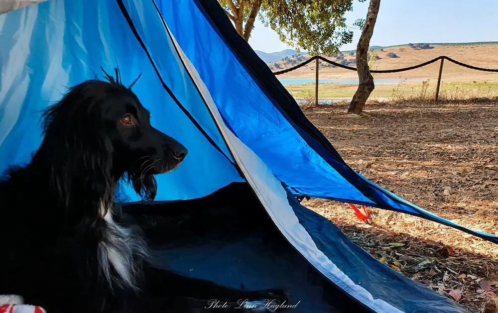 Ayla testing out the best tents for dogs