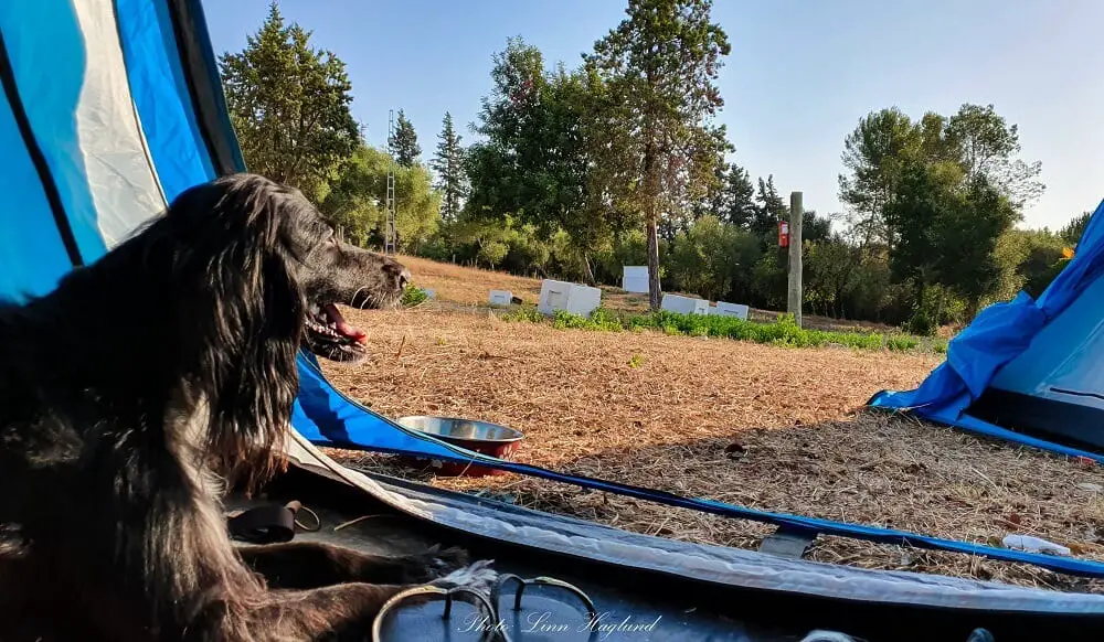 How to find the best dog friendly tents