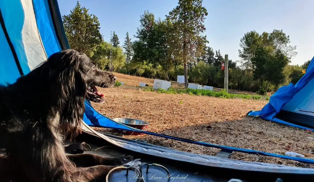 Dog best sale proof tent