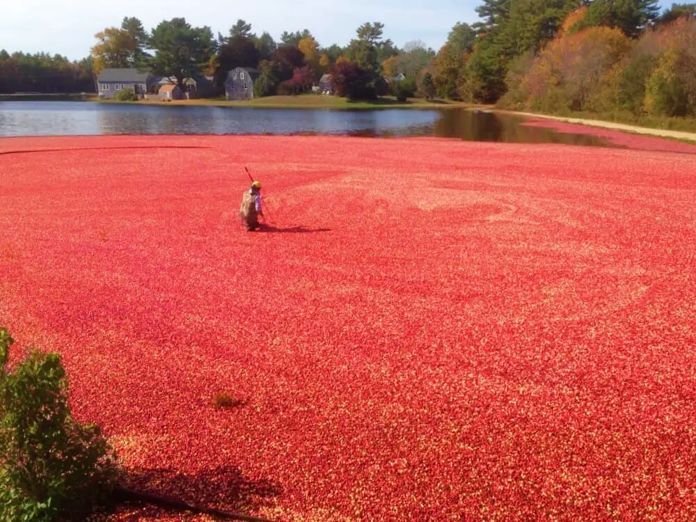 The best day trips from Boston are to the cranberry bogs