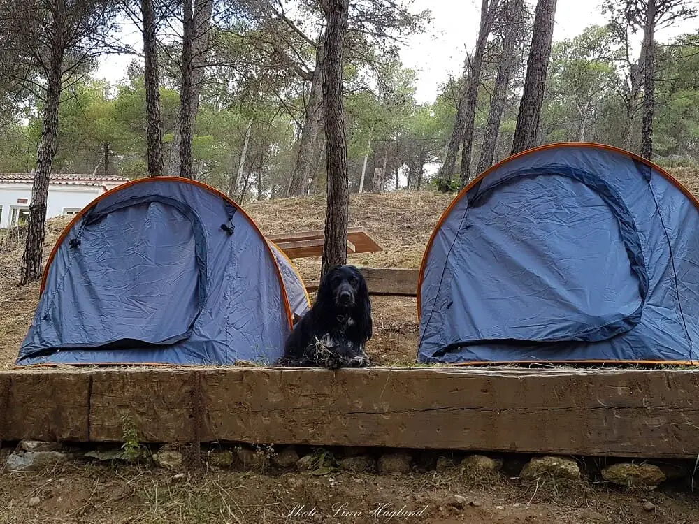How to choose a dog friendly tent