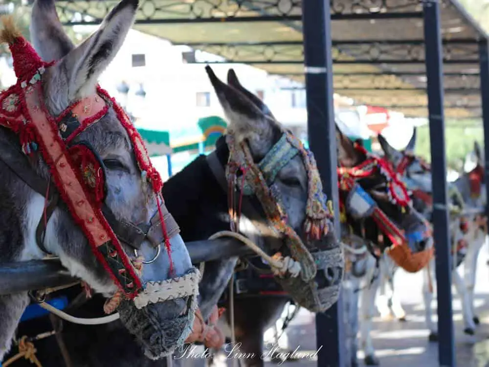 Don't ever take the Donkey Taxis in Mijas