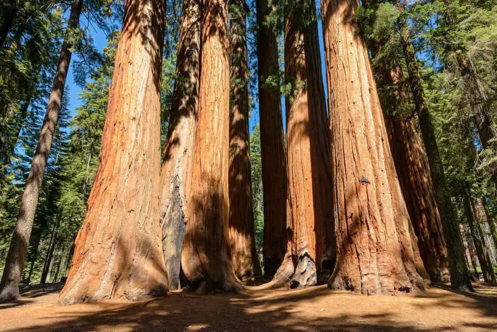 Hikes in southern California - Sequioa National Park Congress Trail