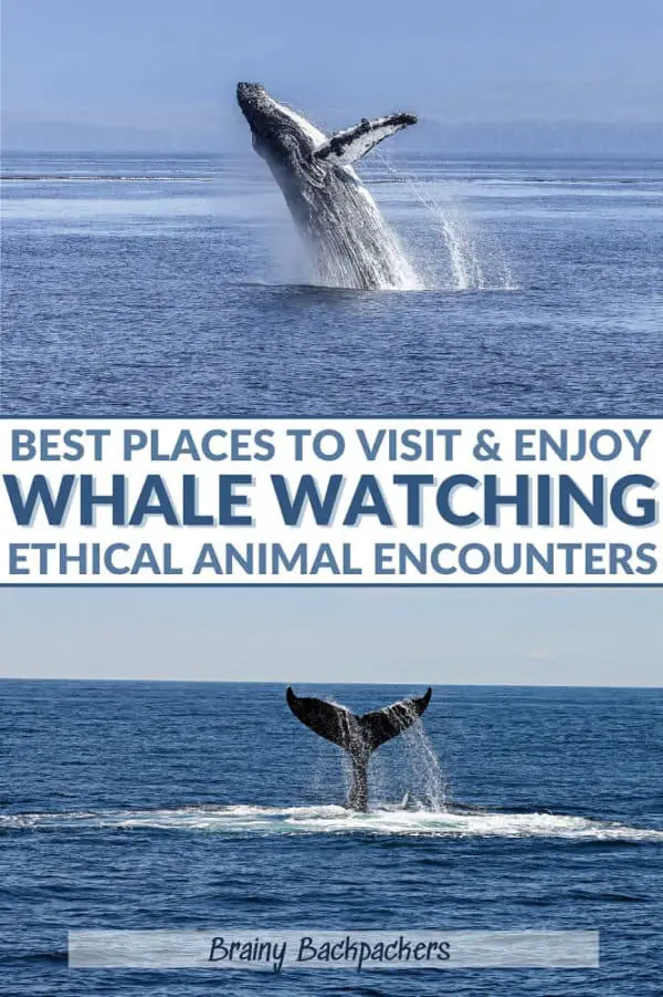 21 Best places for whale watching in the world for your next ethical ...