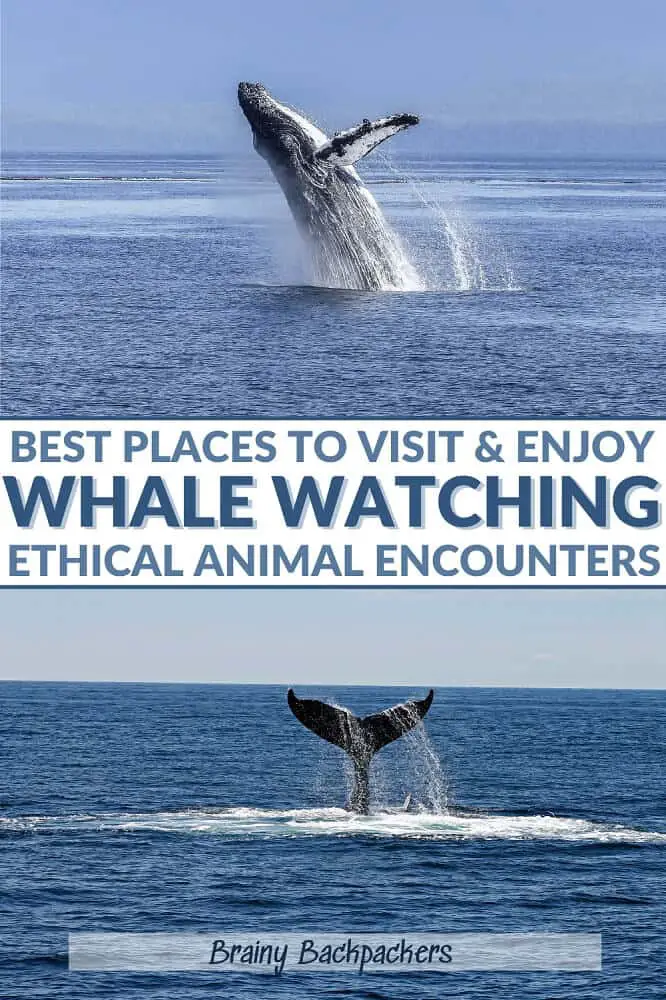 Are you looking for the best places to go whale watching in the world? I’ve got you covered with these amazing whale wathing destinations all around the world including tips for ethical whale watching so you know what to look for when choosing an operator.