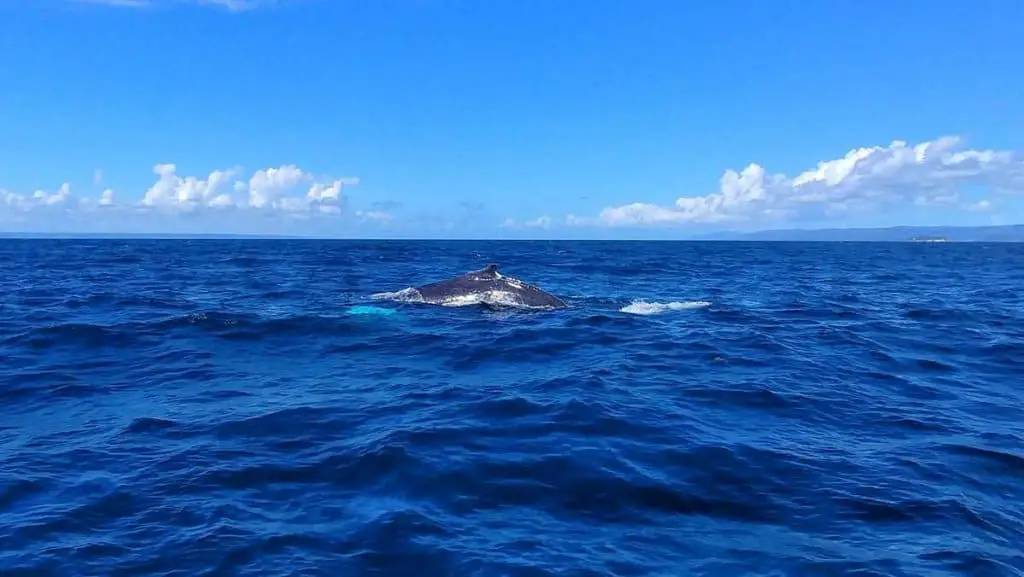 Dominican Republic has some of the best whale watching in the world