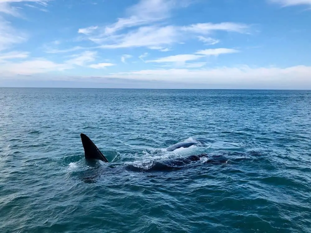 Hermanus Whales in South Africa